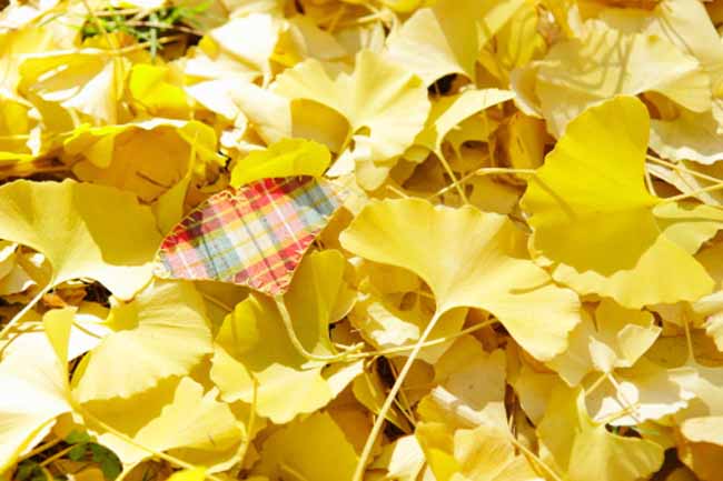 Ginko Biloba